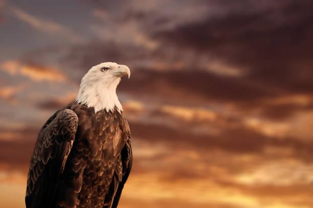 The Graceful Flight of Eagles: Anatomy and Hunting Techniques