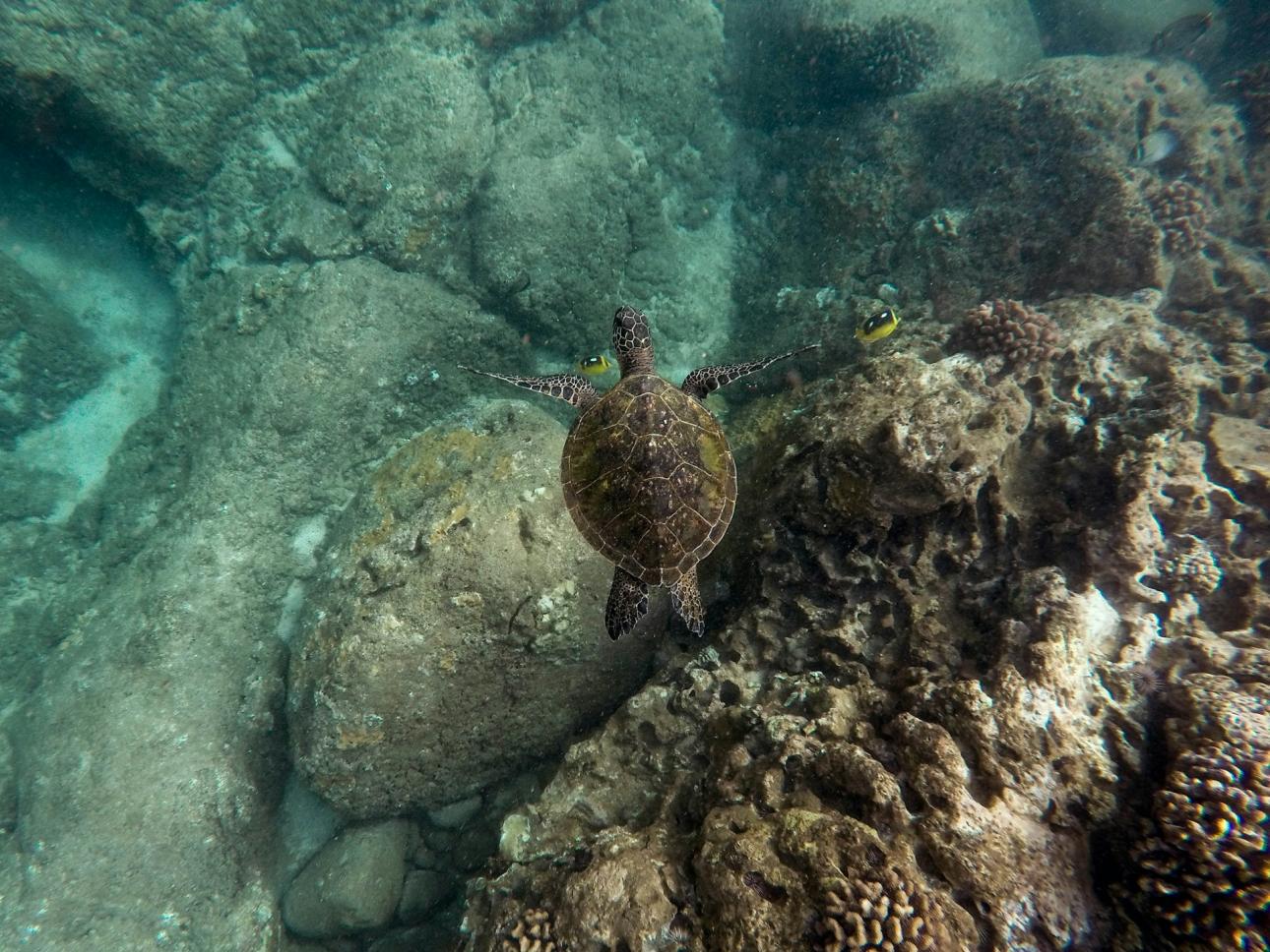 Turtle Conservation Volunteering