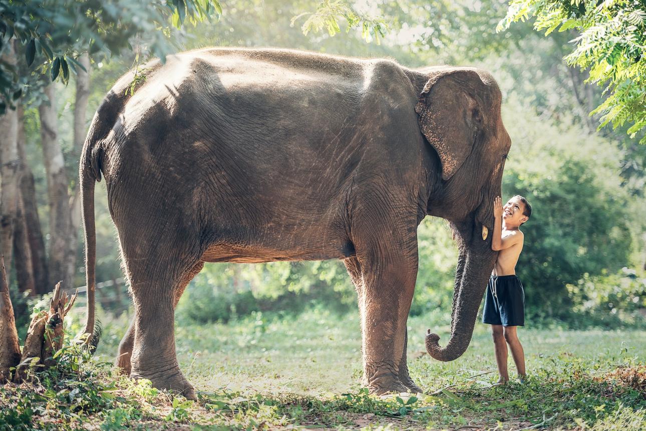 Animal Volunteering