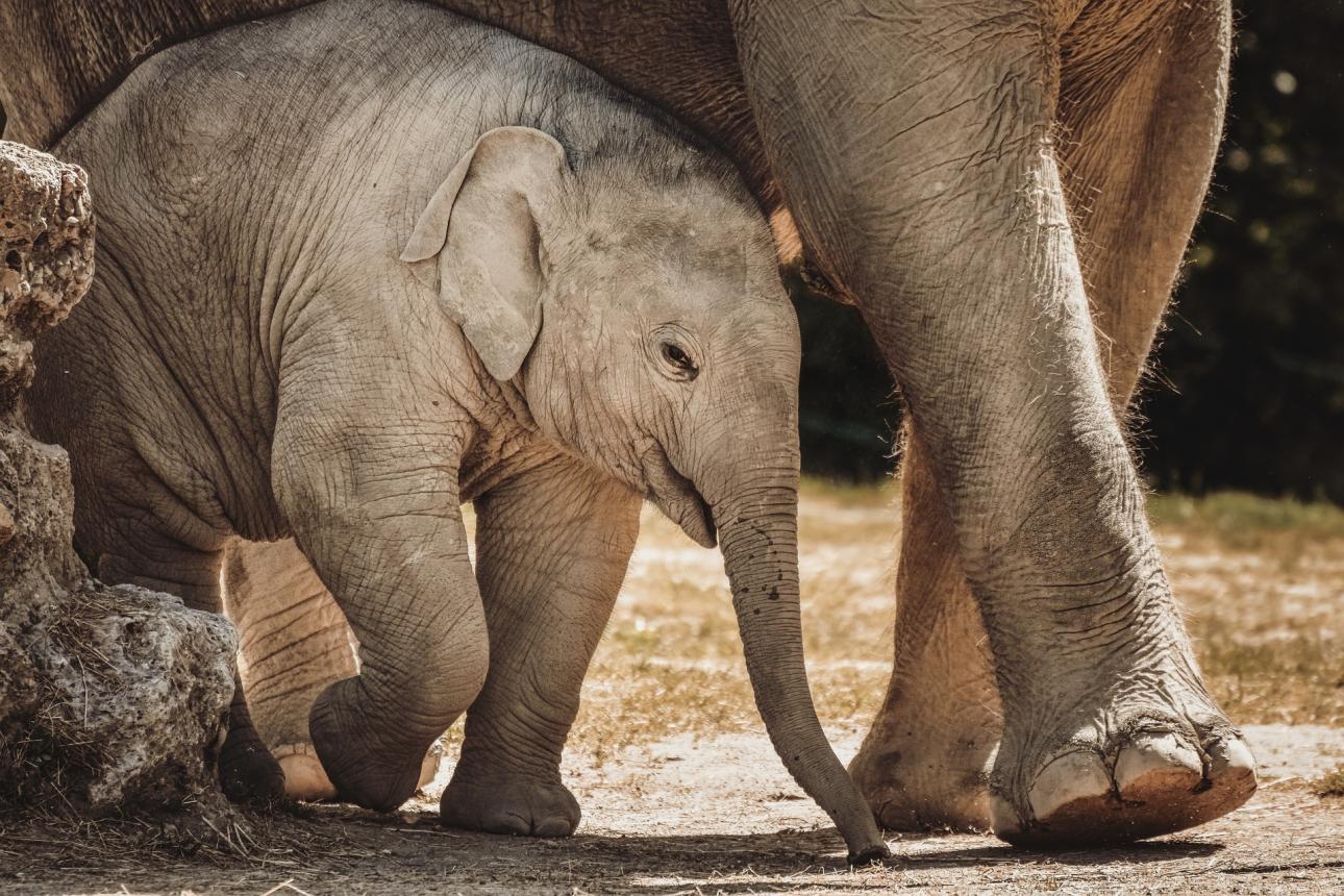 Elephant Volunteer