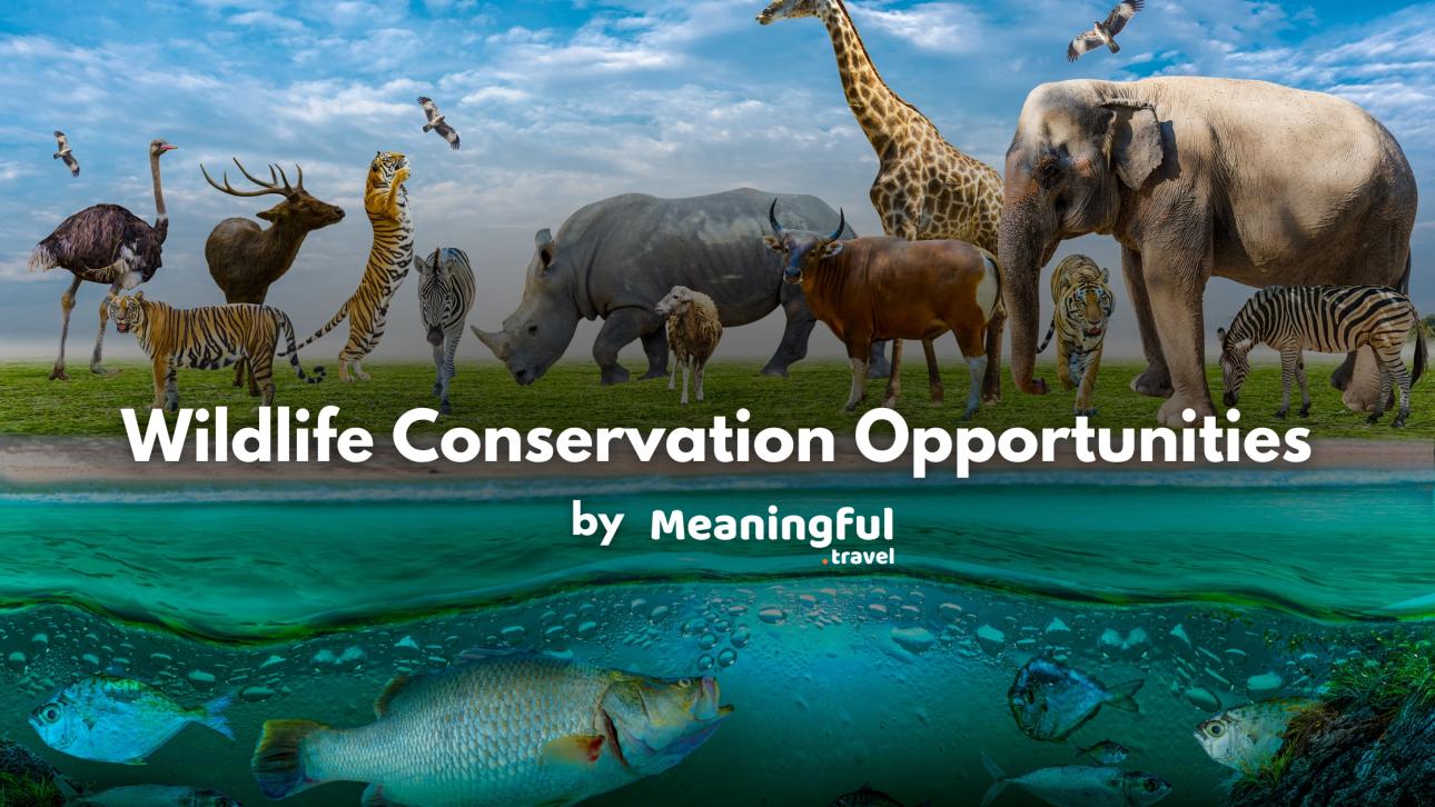 Wildlife Conservation Opportunities Abroad